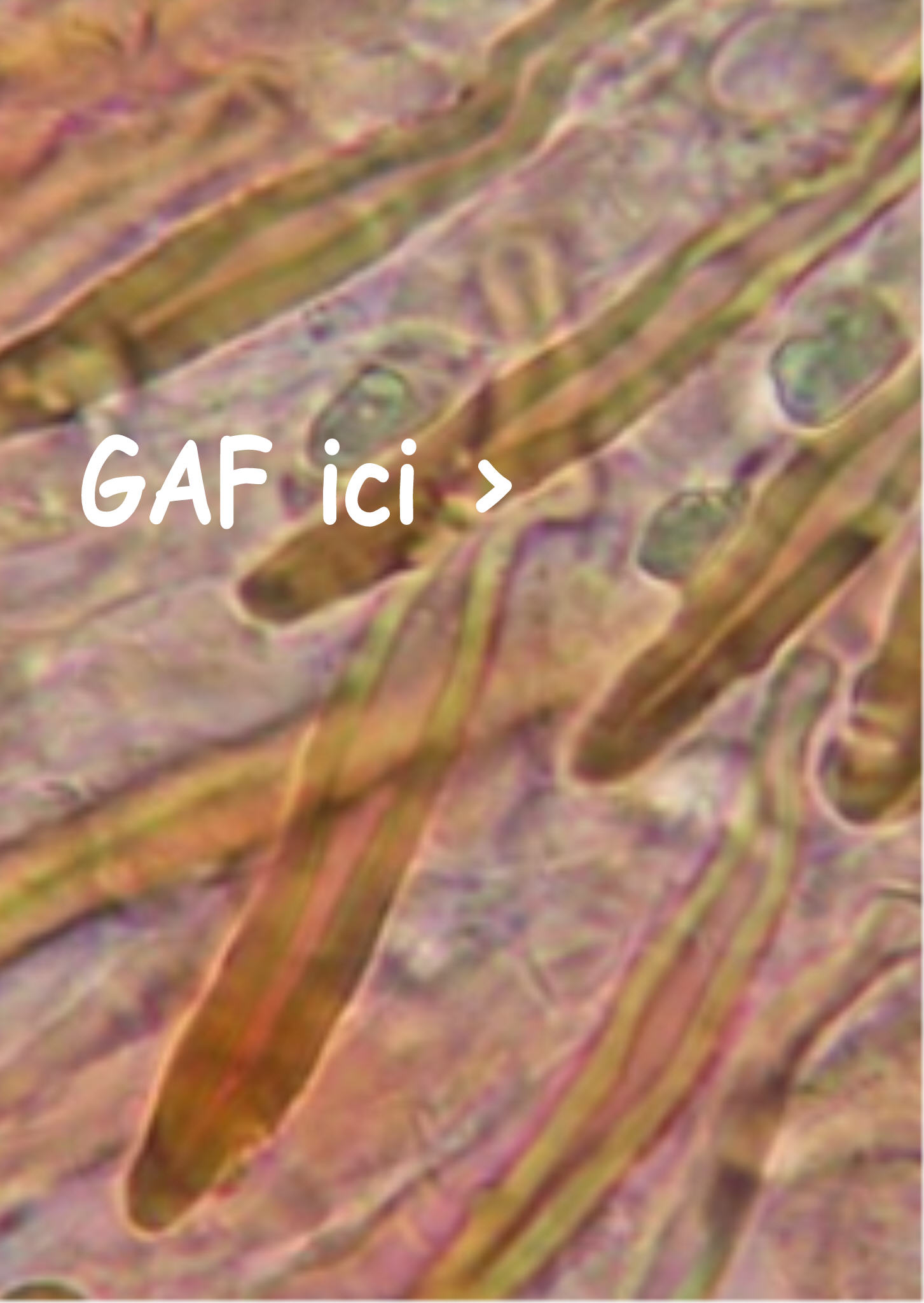 Hymenochaete (Amylostereum chailletii)